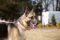. Lola - Shepherd .