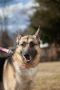 . Lola - Shepherd .