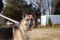 . Lola - Shepherd .