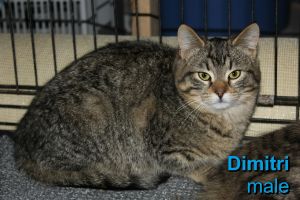 . Dimitri .