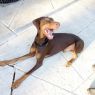 . Joey! A Champ! .