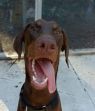 . Joey! A Champ! .