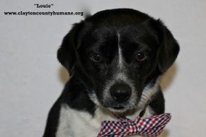. Louie .