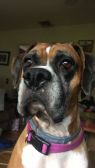 . Lilly - Need Foster .
