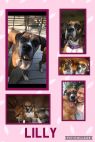 . Lilly - Need Foster .