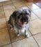 . Alexis - ADOPTION PENDING .