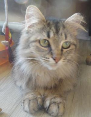. Cheyenne *Courtesy Post* .