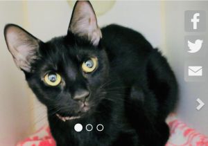 . Yaya Bombay Mini Cat .