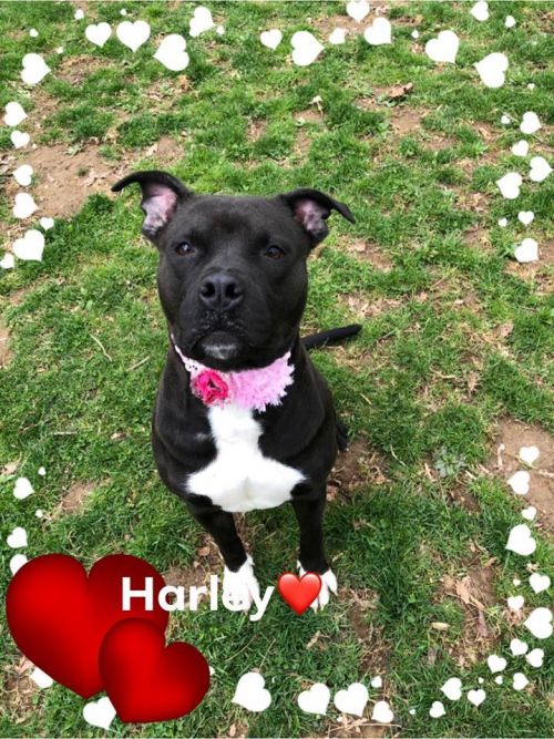 . Harley .