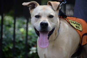 . Maddox Boroughbred Silly LI Boy .