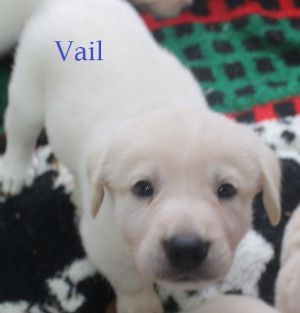 . Vail .