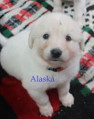 . Alaska .