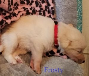 . Frosty .