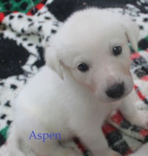 . Aspen .