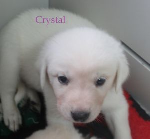 . Crystal .
