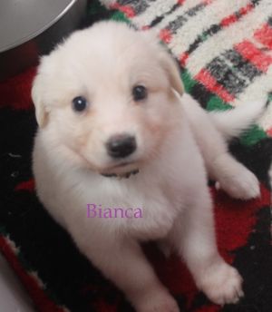 . Bianca .