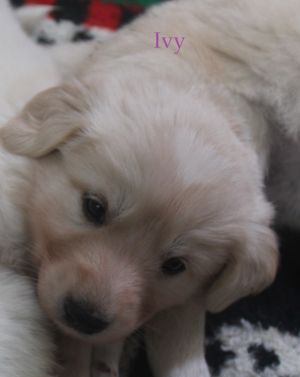 . Ivy .