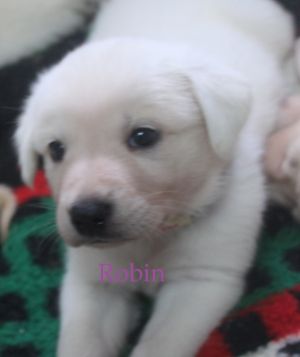 . Robin .
