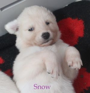 . Snow .
