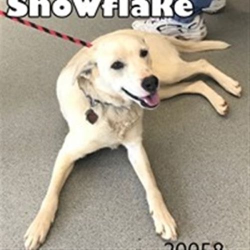 . Snowflake .