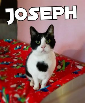 . Joseph .