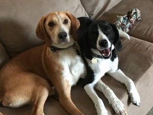 . Buddy and Lulu .