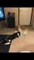 . Buddy and Lulu .