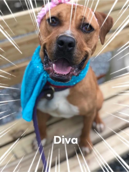 . Diva .