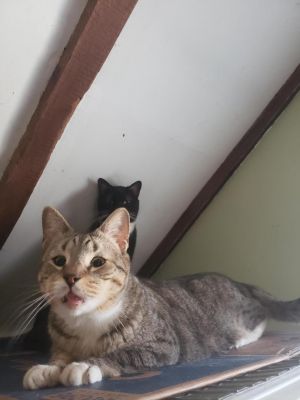 . Munroe LI Tabby .