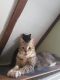 . Munroe LI Tabby .