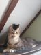 . Munroe LI Tabby .