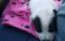 . Panda .