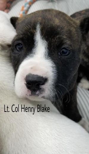 . Lt Col Henry Blake .