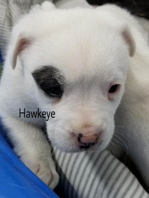 . Hawkeye .
