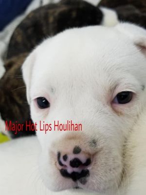 . Major Hot Lips Houlihan .