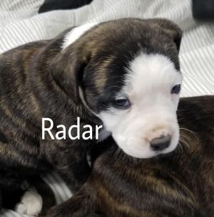 . Radar .