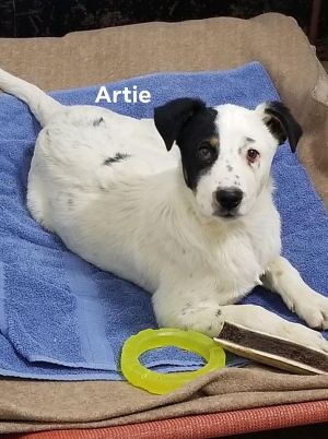 . Artie .