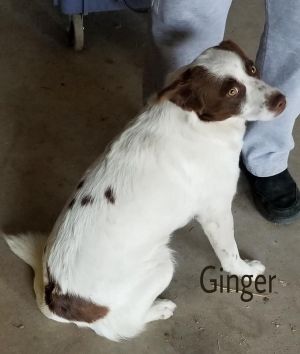 . Ginger .