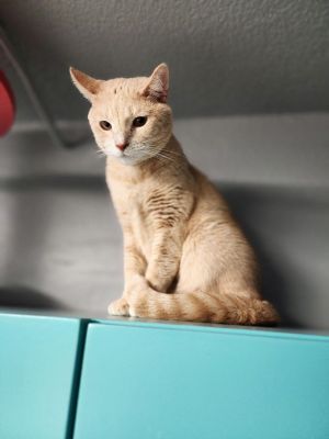 . LINUS .