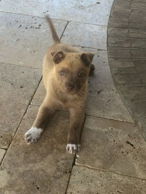 . Gizmo .