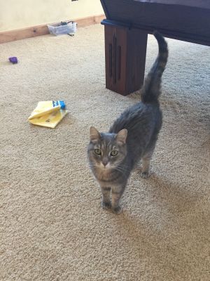 . ***COURTESY LISTING*** SADIE .