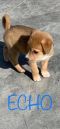 . Potter Pups! .