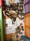 . Potter Pups! .