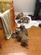 . Potter Pups! .