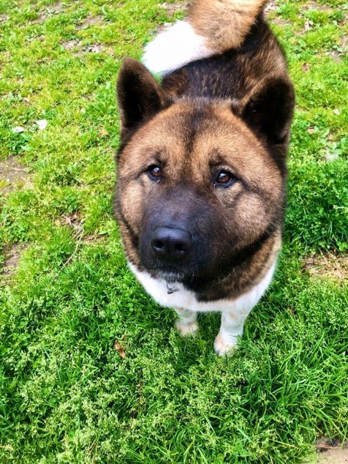 Available - Big East Akita Rescue