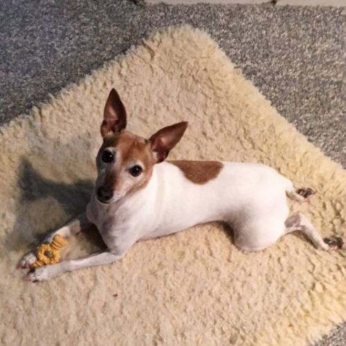 Available Dogs « Toy Fox Terrier Rescue, Inc.