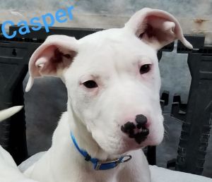 Photo of Casper