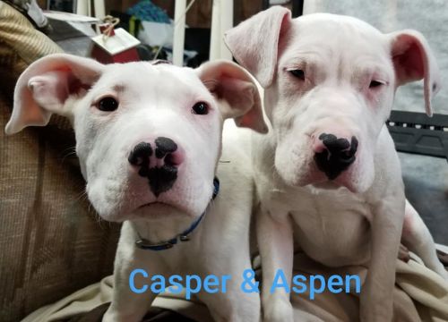 Photo of Casper