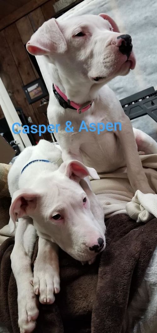 Photo of Casper
