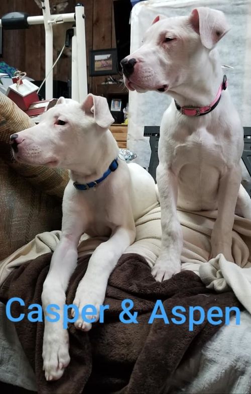 Photo of Casper